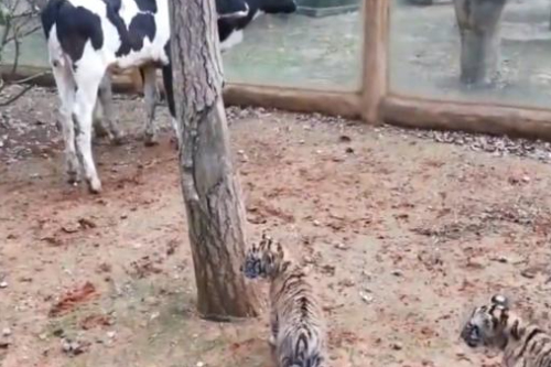 2025年第117期幽默猜测：树后的机智